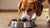 How Much Food to Feed a Dog: A Comprehensive Guide for Pet Owners