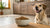 How Much Food to Feed a Dog to Lose Weight: A Comprehensive Guide