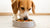 How Much Food to Feed a Medium-Sized Dog: A Comprehensive Guide for Pet Owners-140551684335
