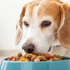 How Much Food to Feed a Senior Dog: A Comprehensive Guide for Pet Owners