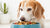 How Much Food to Feed a Senior Dog: A Comprehensive Guide for Pet Owners