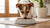 How Much Food to Feed a Small Dog: A Comprehensive Guide for Caring Pet Parents