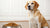 How Much Food to Feed an 80 lb Dog: A Comprehensive Guide for Responsible Pet Owners-140651626735