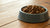 How Much Food to Feed My Dog a Day: A Comprehensive Guide for Pet Parents-140656804079