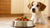 How Much Food to Give a 20 lb Dog: A Comprehensive Guide for Pet Owners-140657164527