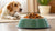How Much Food to Give a Dog: The Complete Guide for Pet Parents