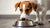 How Much Food to Give My Dog: A Comprehensive Guide to Feeding Your Furry Friend-140547260655