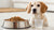 How Much Food to Give Your Dog Per Day: A Comprehensive Guide for Pet Owners