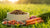 How Much Fresh Dog Food Should I Feed My Dog for Optimal Health?