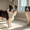 How Much Garlic Can a Dog Eat? Understanding Safe Usage and Benefits