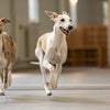 How Much Garlic is Toxic for Dogs? Understanding the Risks for Our Furry Friends