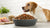 How Much Grain Free Dog Food to Feed: A Comprehensive Guide for Pet Owners