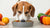 How Much Human Food Can Dogs Eat: A Comprehensive Guide for Pet Owners