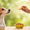 How Much Human Food Should I Feed My Dog? A Comprehensive Guide for Pet Parents