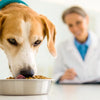 How Much Is a Dog Food Allergy Test? Understanding the Costs and Process