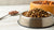 How Much is a Scoop of Dog Food? Understanding Portion Control for Your Furry Friends