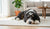 How Much Is Behavioral Training for Dogs? A Comprehensive Guide-141422625007
