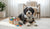 How Much Is Dog Behavior Training? A Comprehensive Guide for Pet Owners-141421150447