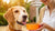 How Much Is Prescription Dog Food: Understanding Costs and Benefits for Pet Owners