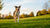 How Much Is Too Much Exercise for a Dog? Understanding Your Pet's Needs
