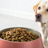 How Much Kibble for a 15 lb Dog: A Comprehensive Guide to Dog Feeding