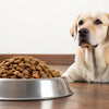 How Much Kibble for a 30 lb Dog: A Comprehensive Feeding Guide