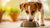 How Much Kibble for a 40 lb Dog? A Comprehensive Guide to Dog Feeding