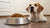 How Much Kibble for a 50 lb Dog? A Comprehensive Guide for Pet Owners