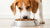 How Much Kibble Should a 60 lb Dog Eat? A Comprehensive Guide to Feeding Your Canine Companion