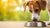 How Much Kibble Should a Dog Eat? A Comprehensive Guide for Pet Owners