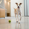 How Much Liver Treats Can a Dog Eat? A Comprehensive Guide for Pet Owners