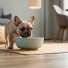 How Much Milk Chocolate Can a Dog Eat? Understanding the Risks and Guidelines