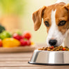 How Much Protein Does a Dog Need in Its Food?