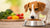 How Much Protein Does a Dog Need in Its Food? A Comprehensive Guide-140654149871