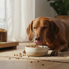 How Much Protein is in Dog Food? Understanding Your Dog’s Nutritional Needs