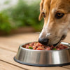 How Much Raw Dog Food to Feed Your Dog: The Complete Guide for Pet Owners