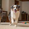 How Much Raw Food Should My Dog Eat? A Comprehensive Guide for Pet Owners
