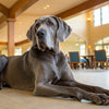 How Much Raw Food to Feed Your Dog: A Comprehensive Guide