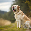 How Much Should a 100 lb Dog Eat: A Comprehensive Guide for Pet Owners