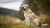 How Much Should a 100 lb Dog Eat: A Comprehensive Guide for Pet Owners