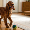 How Much Should a 10 lb Dog Eat? A Comprehensive Guide to Canine Nutrition