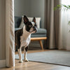 How Much Should a 20 lb Dog Eat? A Comprehensive Guide for Pet Owners