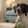 How Much Should a 30 lb Dog Eat? A Practical Guide for Every Dog Parent