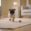 How Much Should a 40 lb Dog Eat? Expert Guidance for Healthy Feeding