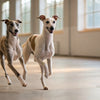 How Much Should a 45 lb Dog Eat? A Guide to Feeding Your Canine Companion Right