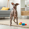 How Much Should a 50 lb Dog Eat? Balancing Nutrition, Portions, and Lifestyle for Your Canine Companion