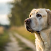 How Much Should a 60 lb Dog Eat? A Comprehensive Feeding Guide