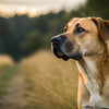 How Much Should a 65 lb Dog Eat? A Comprehensive Guide to Feeding Your Canine Companion
