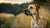 How Much Should a 65 lb Dog Eat? A Comprehensive Guide to Feeding Your Canine Companion