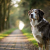 How Much Should a 70 lb Dog Eat? A Comprehensive Guide for Dog Owners